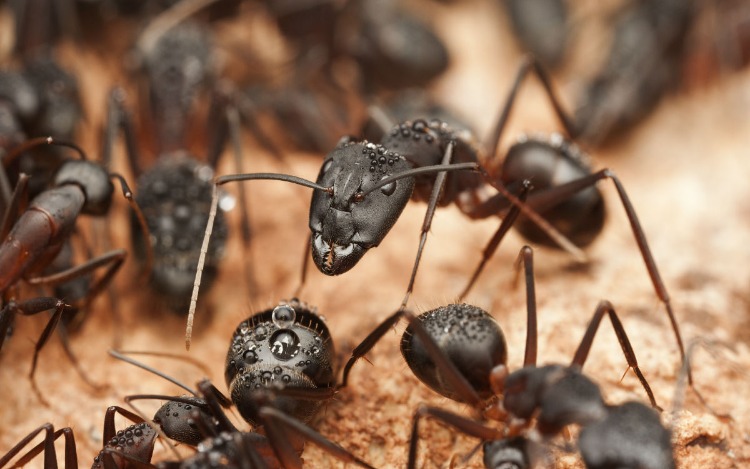 Las hormigas: desde ingenieras informáticas y civiles, hasta científicas medioambientales