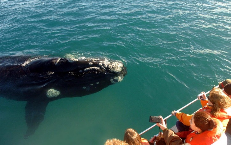 Comenzó la mejor época del año para avistar y conectar con la fauna marina en Puerto Madryn