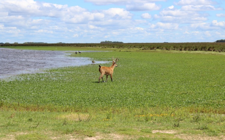 La Cámara de Senadores de la Nación sancionó la ley de creación del Parque Nacional Ciervo de los Pantanos en la zona de Campana, Provincia de Buenos Aires, que incluirá en sus más de cinco mil hectáreas a la actual Reserva Natural Otamendi.