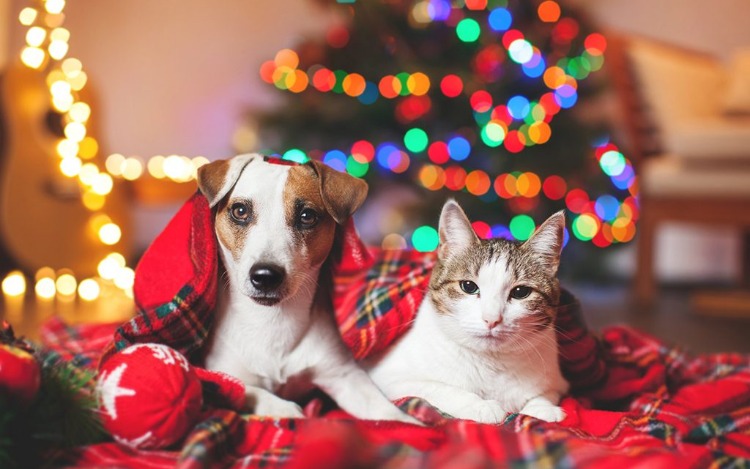 Durante los festejos de Navidad y fin de año, los cambios en la rutina generan estrés y ansiedad en las mascotas. Entonces, ¿cómo hacer para que las fiestas sean felices para ellas también? A continuación, los principales cuidados que debes tener presente.