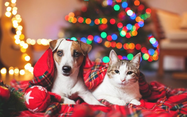 Mascotas: cómo hacer para que tengan unas felices fiestas