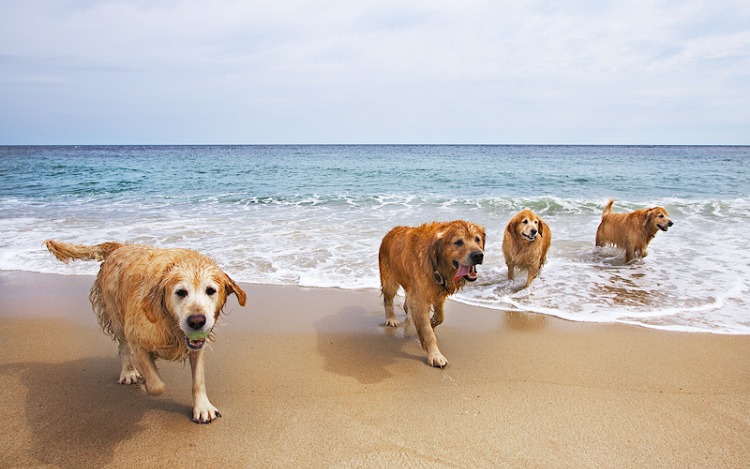 Consejos para llevar a tu mascota de vacaciones