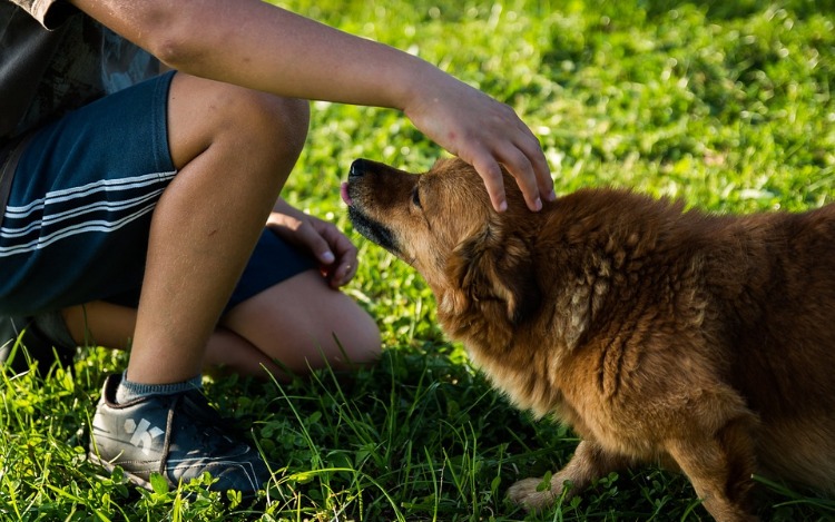 9 cosas que los perros enseñan a los humanos