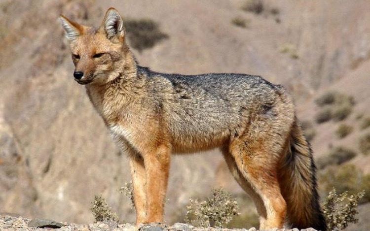 A lo largo y ancho del país, las áreas protegidas nacionales contribuyen al cuidado de una gran diversidad de especies animales de alto valor de conservación.