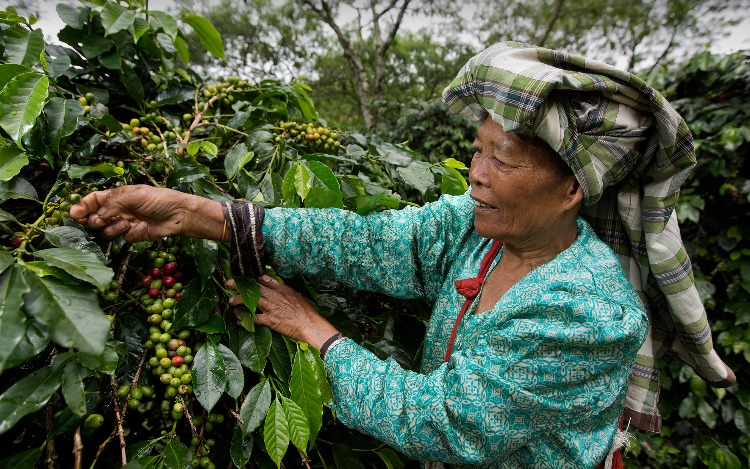 La cadena hotelera participa en el proyecto PUR para capacitar a comunidades campesinas en agricultura sostenible en la selva peruana.