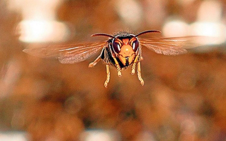 Consejos para evitar picaduras de insectos