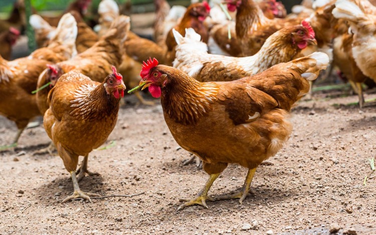 Qué nos enseñan las gallinas sobre el coronavirus y su control