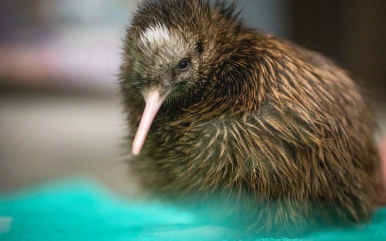 Nueva Zelanda se encuentra rodeada de aves gracias al cuidado del medio ambiente