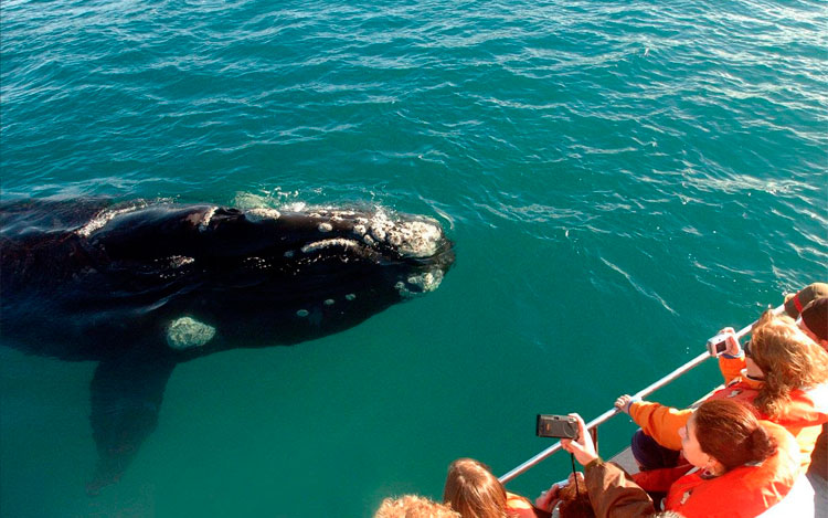 Puerto Madryn lanza Futuro Viaje, una plataforma para comprar hoy y viajar mañana