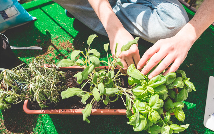 Qué necesitamos para desarrollar el cultivo urbano.