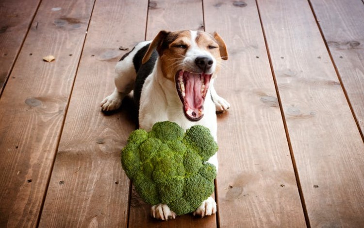 Antes de tomar la decisión de que su mascota deje de comer carne, es importante considerar el impacto que esto podría tener.