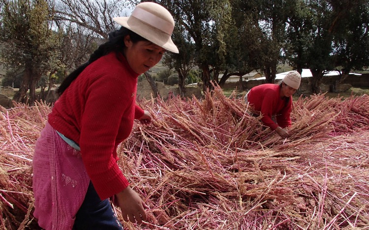 La exclusión digital, una barrera que golpea el trabajo de las mujeres rurales