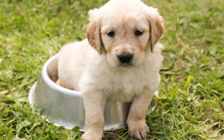 ¿Cómo elegir el alimento adecuado para tu mascota?