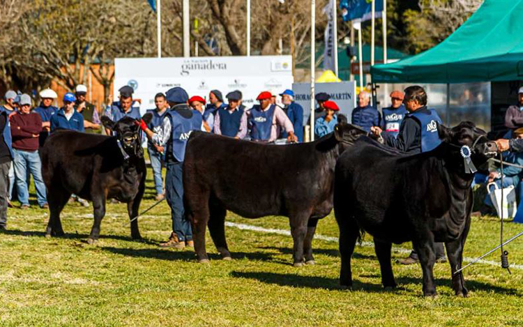 Del 21 al 23 de septiembre, en el predio de la Sociedad Rural de Olavarría, la ganadería deslumbrará con su genética y calidad. Allí, además de la 43° Nacional Angus de Primavera, se llevará a cabo la 22° Exposición del Ternero Angus y la 85ª Expo del Circuito Angus Bonaerense de P.C.