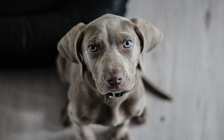 Un estudio revela que los perros lloran cuando se reúnen con sus dueños