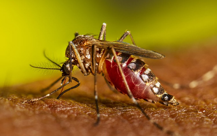 Tecnología nuclear para controlar el mosquito del Dengue