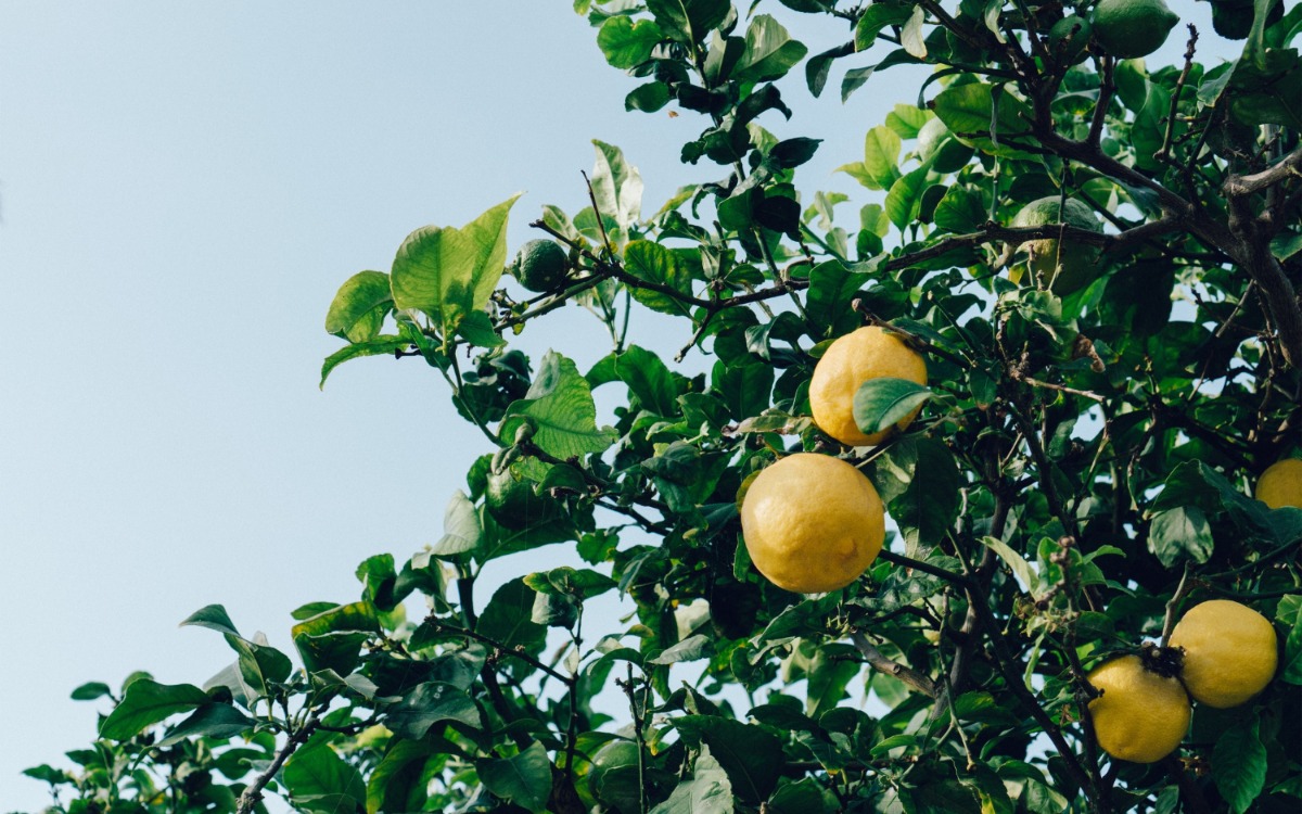 Conoce el significado detrás de esta señal positiva y cómo potenciar la salud y productividad de tu limonero.
