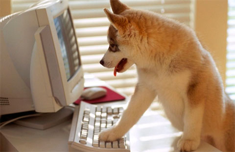 Llevar los perros al lugar de trabajo reduce el estrés y mejora las condiciones laborales