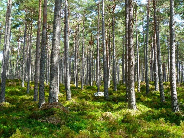 Cuántos árboles se necesitan para salvar la Tierra? - Vida Positiva