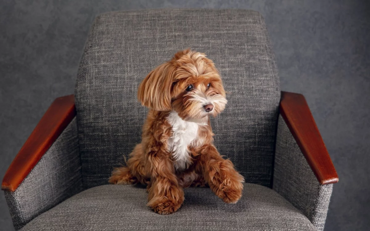 Cómo cuidar a tu mascota de la pirotecnia y ruidos fuertes en las fiestas de navidad y año nuevo