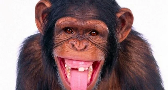 ¿Cómo funciona nuestra mente?