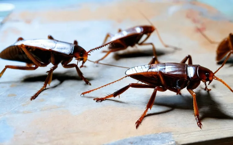 ¡Despídete de las cucarachas para siempre! Descubre los métodos más efectivos y seguros