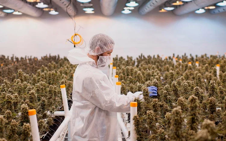 Expo Cannabis Argentina