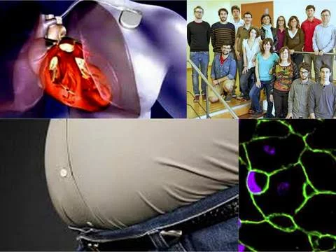 FGF21, La hormona quemagrasa que protege el corazón