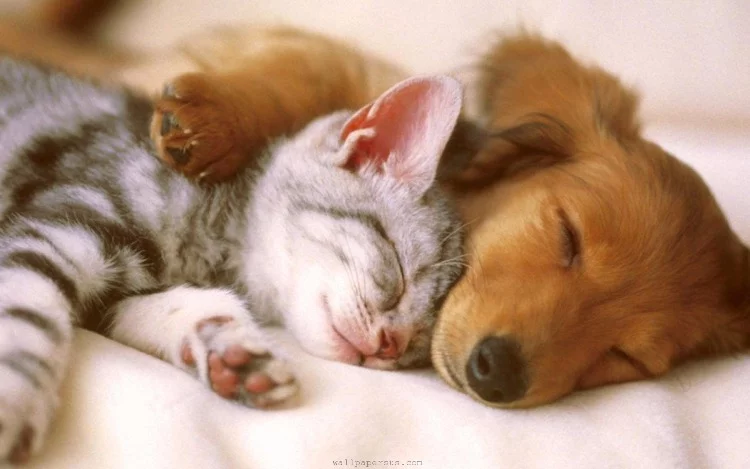 Hoy es el Día del Animal en Argentina