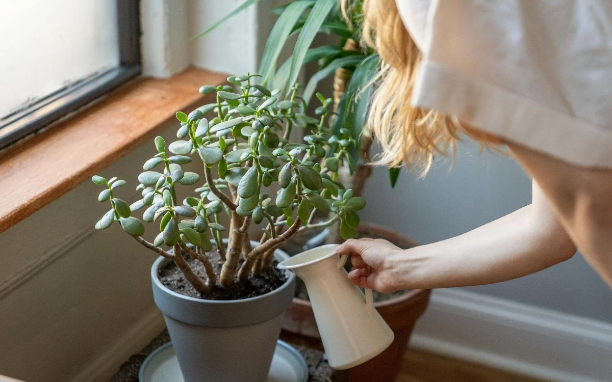 
			Te mostramos la planta que todos quieren en casa por su energía positiva. Descubrí dónde ubicarla para activar prosperidad y abundancia.
