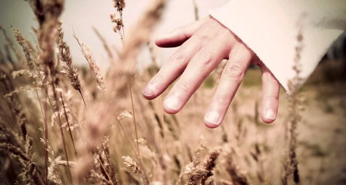 La Plantación es libre, la Cosecha, obligatoria