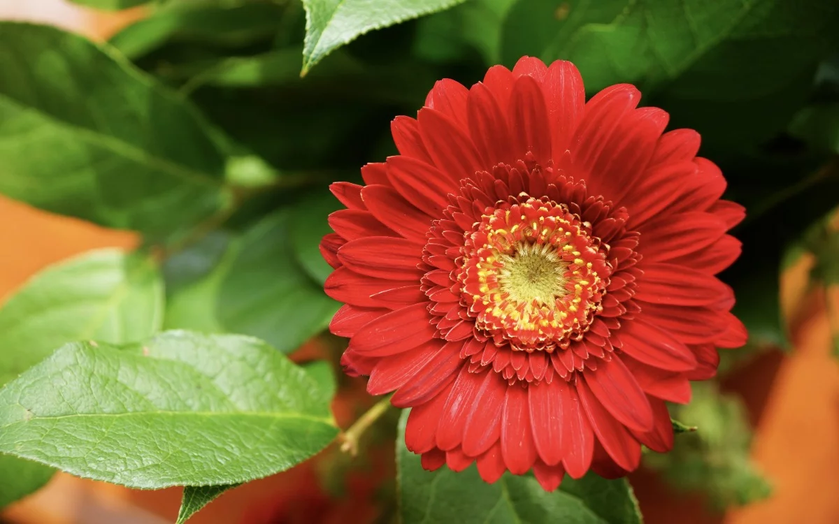 Descubre cómo las gerberas pueden transformar tu jardín con flores grandes y colores vibrantes, superando a las petunias y margaritas.
