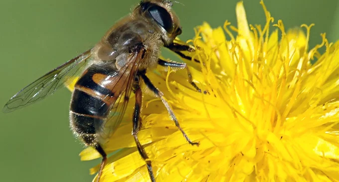 Picaduras que salvan