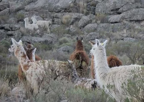 
			En la Argentina ha surgido una nueva técnica de zooterapia con llamas creada y desarrollada por una pareja de docentes en la provincia de San Luis, en la cual se abordan problemáticas vinculadas a la salud física y psicológica destinada a niños, jóvenes, adultos y personas de la tercera edad